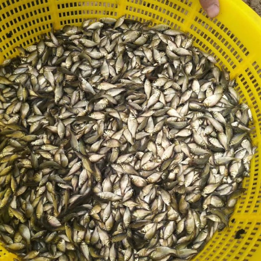 兴化市异育银鲫 饵料鱼50到1500尾都有