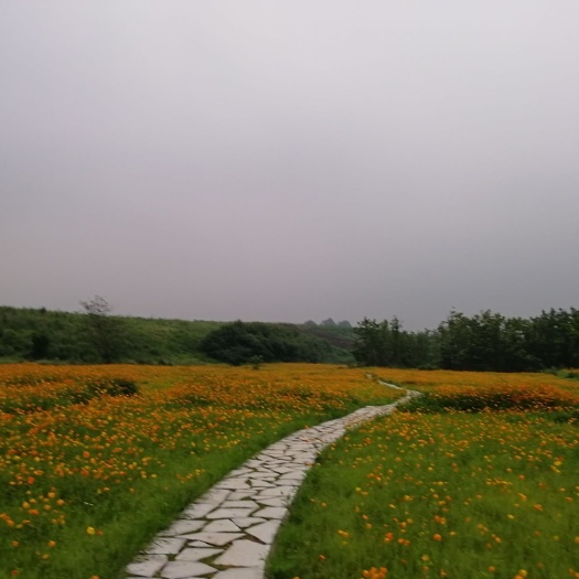 成都河流 农业旅游观光招商，2300亩土地招蓝莓种植企业。
