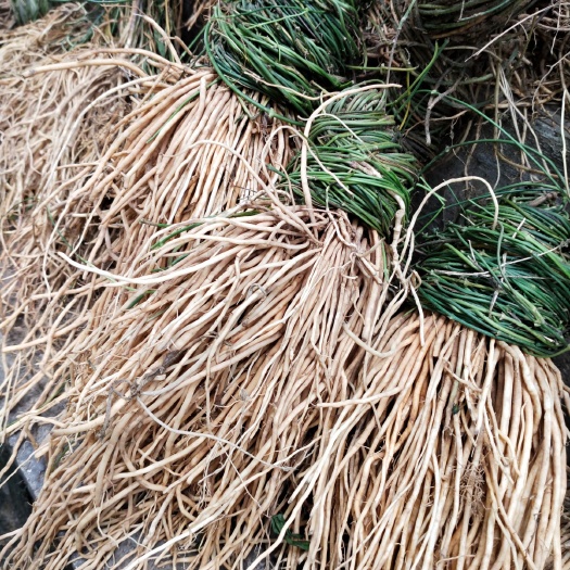贞丰县细辛