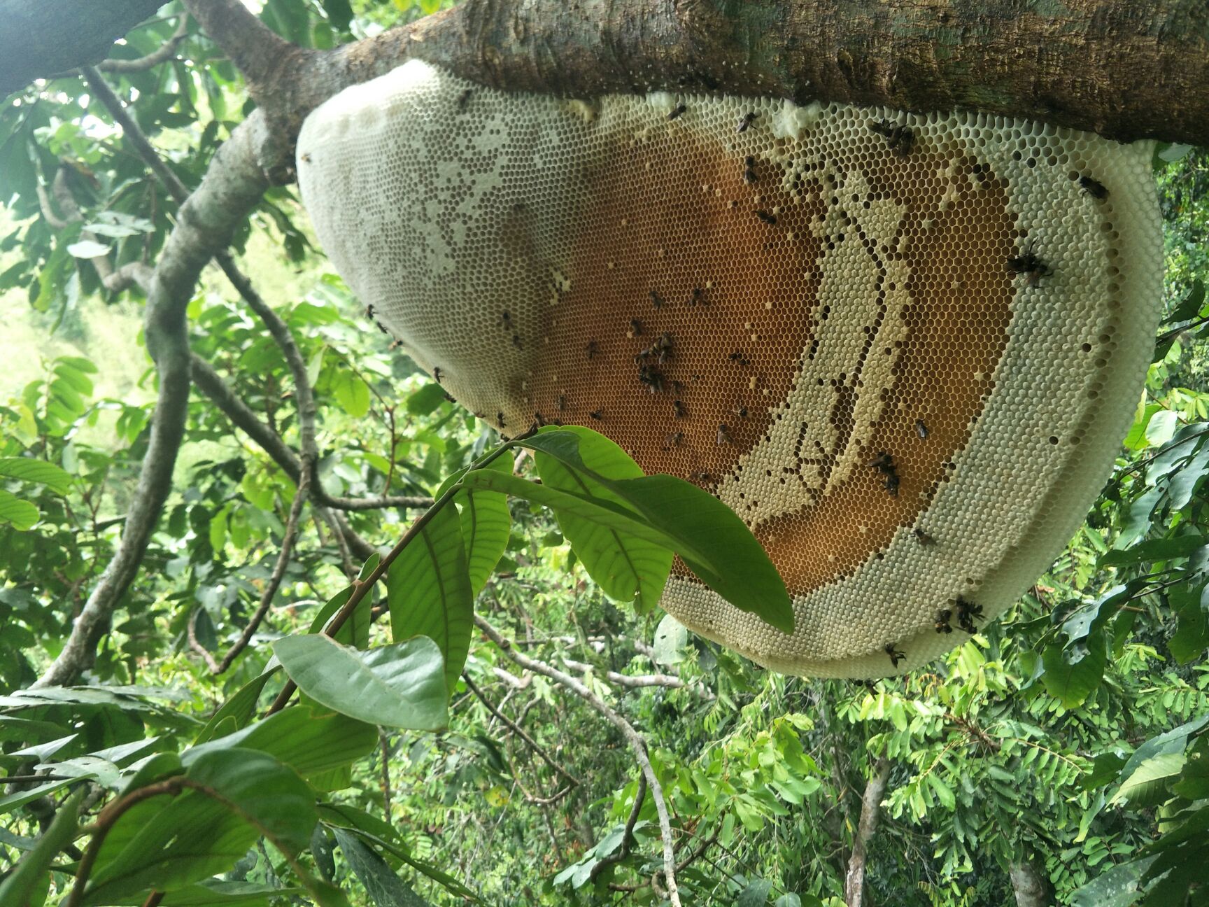 土蜂蜜 大排蜂