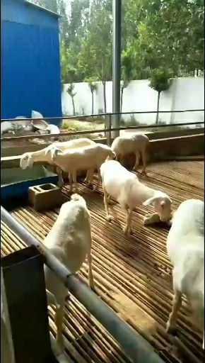 凉城县 小尾寒羊
