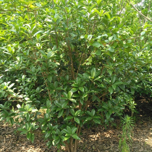 金堂县黄金桂花树