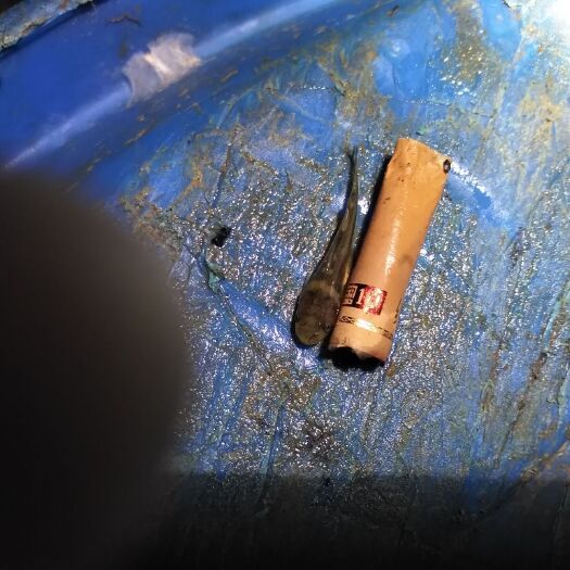 武汉黄颡鱼苗 杂交黄颡规格苗