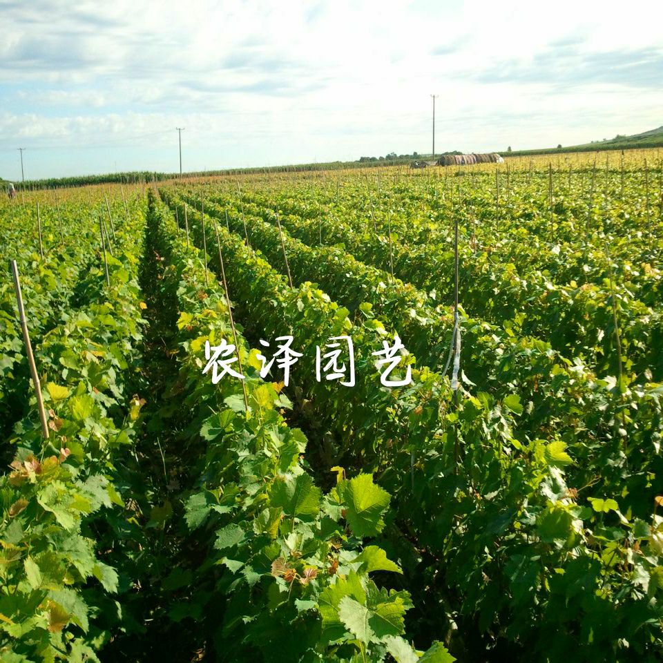 特早熟早黑玫瑰葡萄苗大棚葡萄苗批发基地保证纯度和成活率