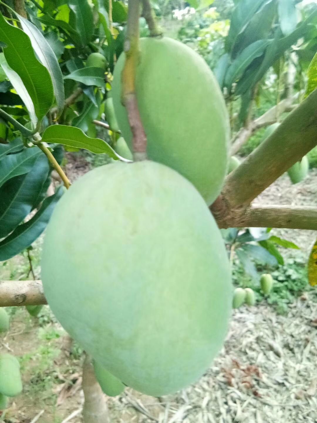 台农芒 自家台农，靓过西施，甜过初恋！