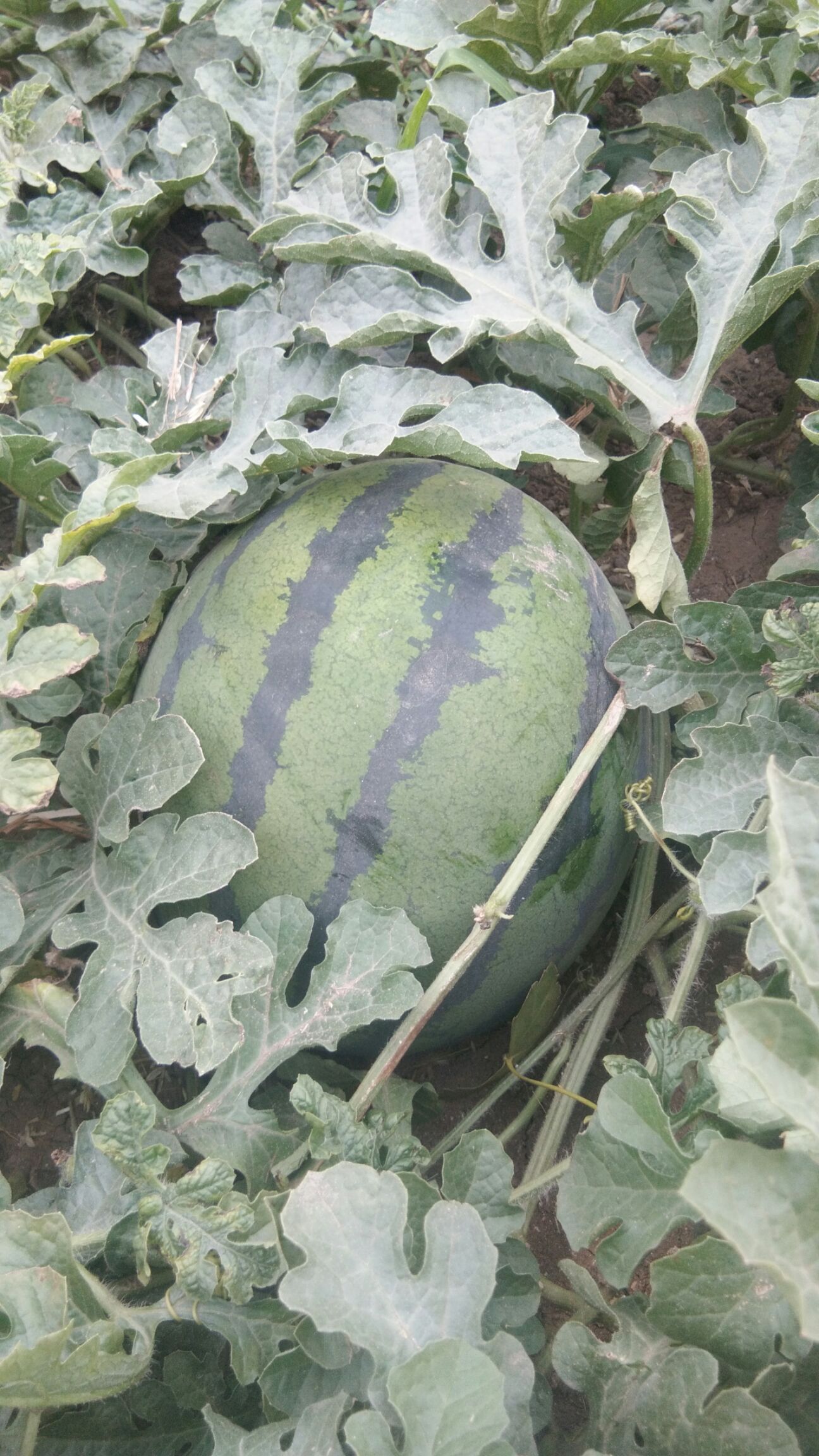 京欣西瓜 6斤打底 9成熟 1茬 有籽