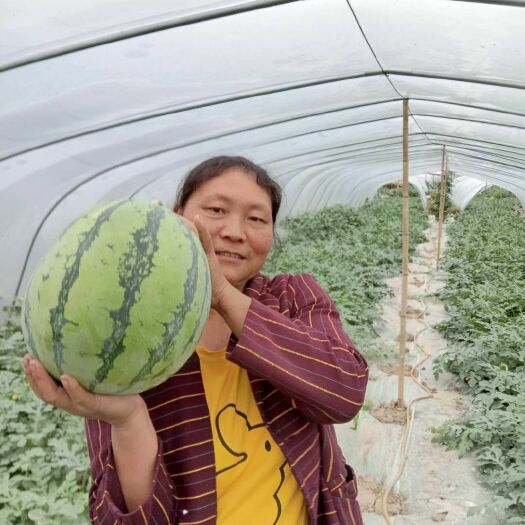 绥阳县 遵义市大棚西瓜基地直销批发