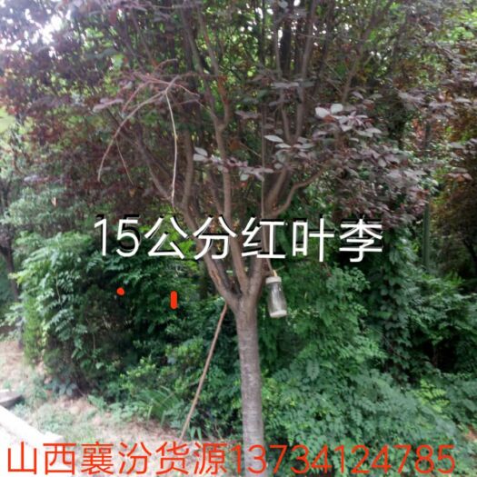 密枝紫叶李