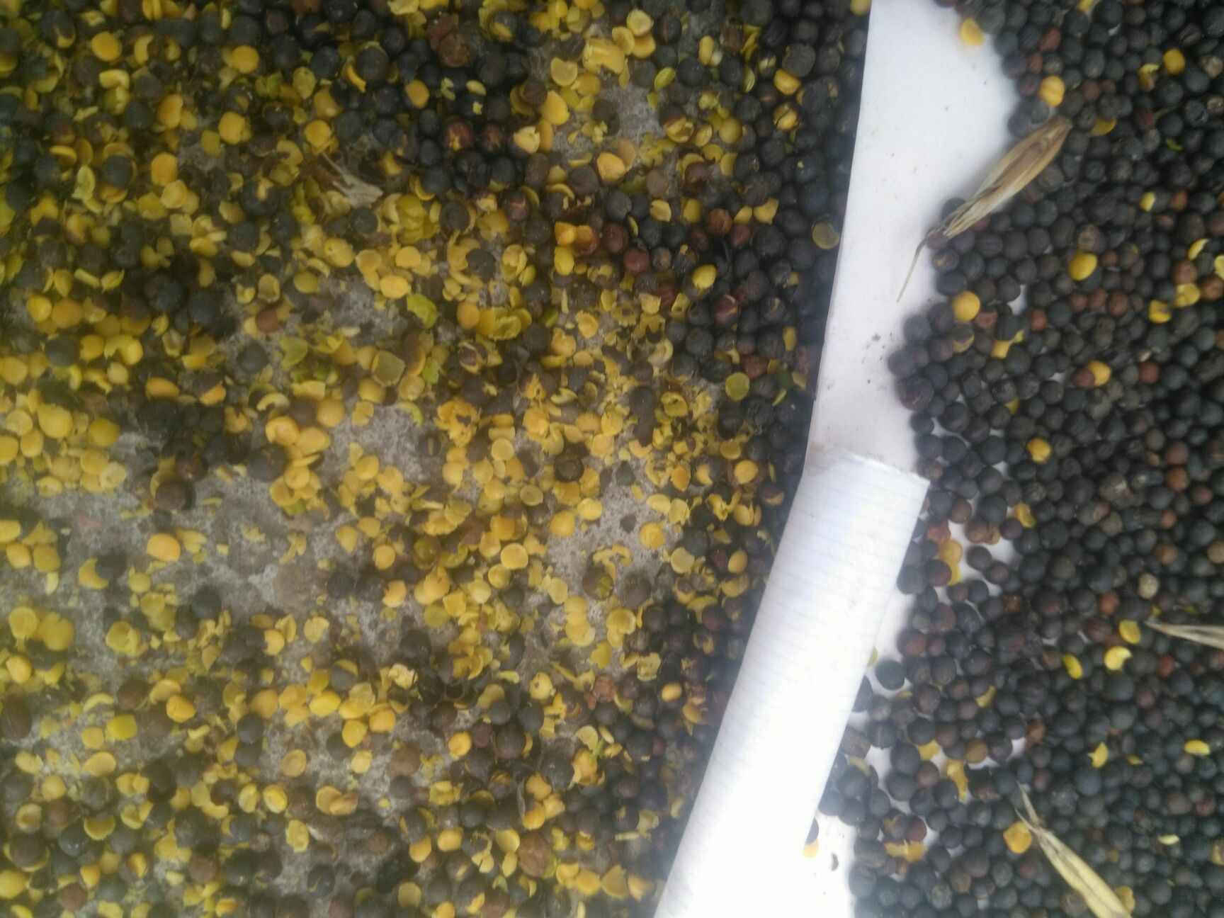 油菜籽  菜籽，2025年包邮送货上门。