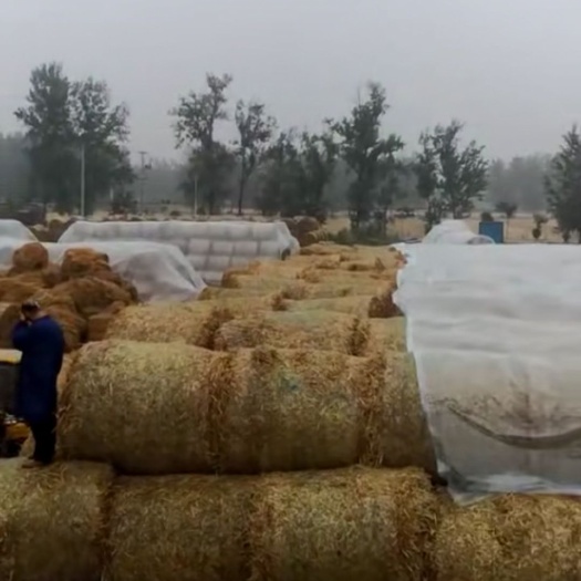 灵璧县秸秆饲料  15万吨麦草柔丝牛羊草秸秆有需要的请联系我