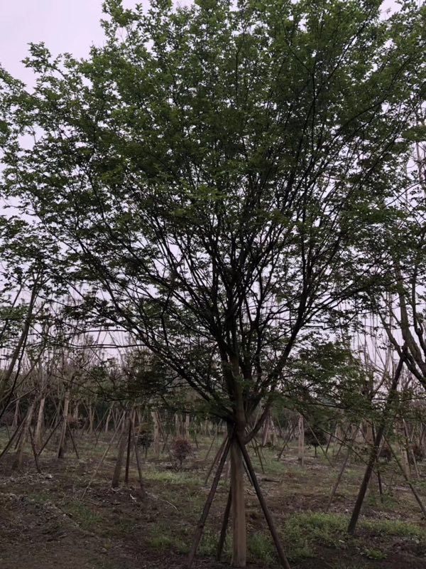 紫薇老树桩