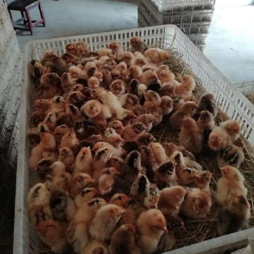 如东县 常年供应鸡苗 青脚麻鸡 红瑶鸡 黄羽肉鸡 绿壳蛋鸡