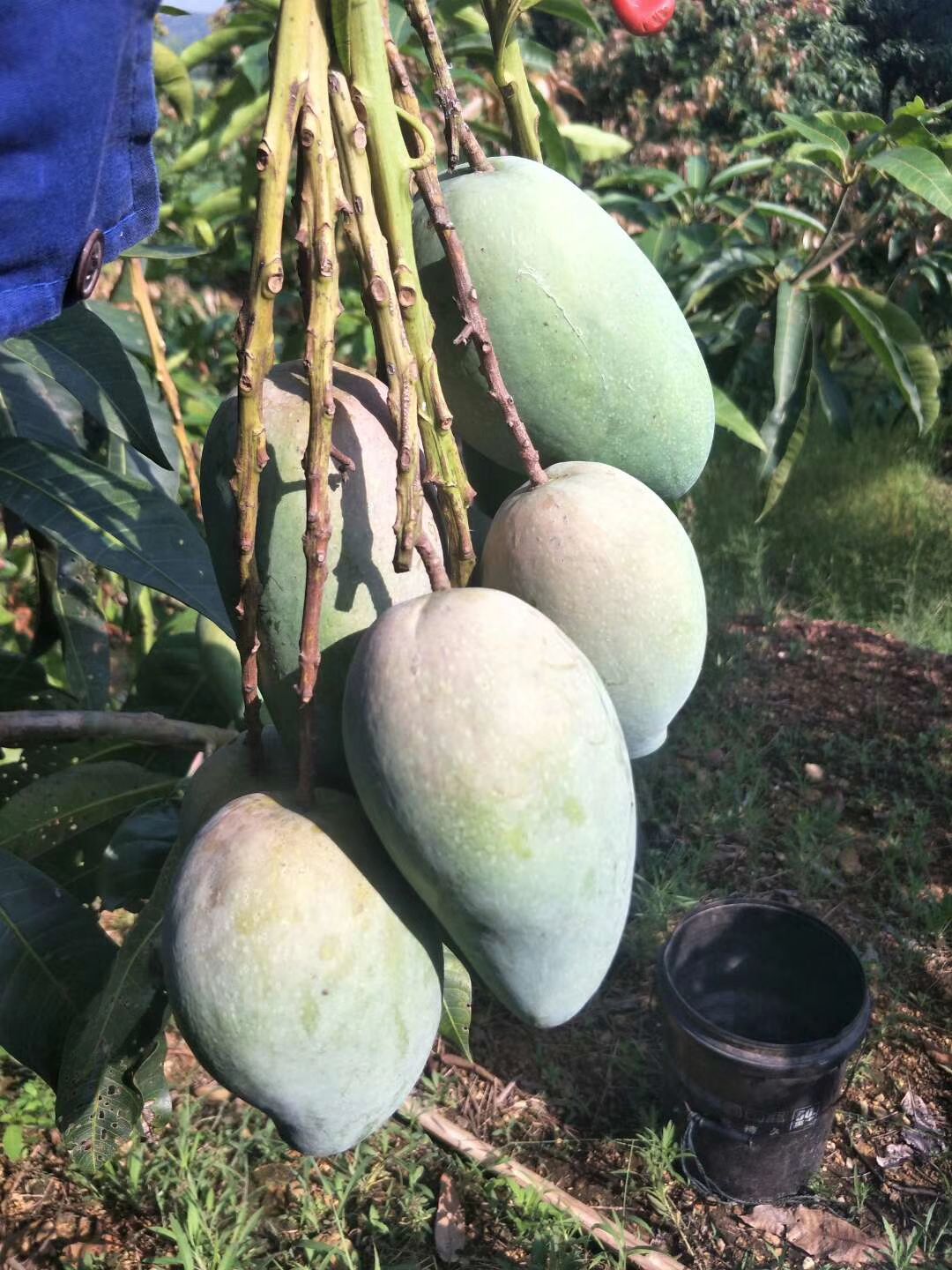 台农芒 自家台农，靓过西施，甜过初恋！