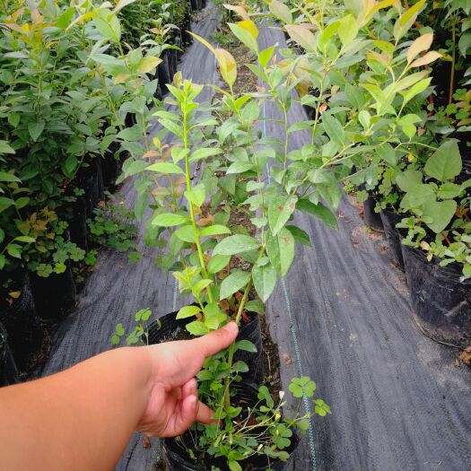 肥城市杜克蓝莓苗