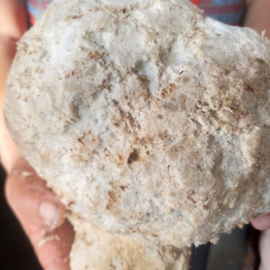 英山县平口袋 大别山自产自销茯苓方块，白丁。无漂白，无硫磺