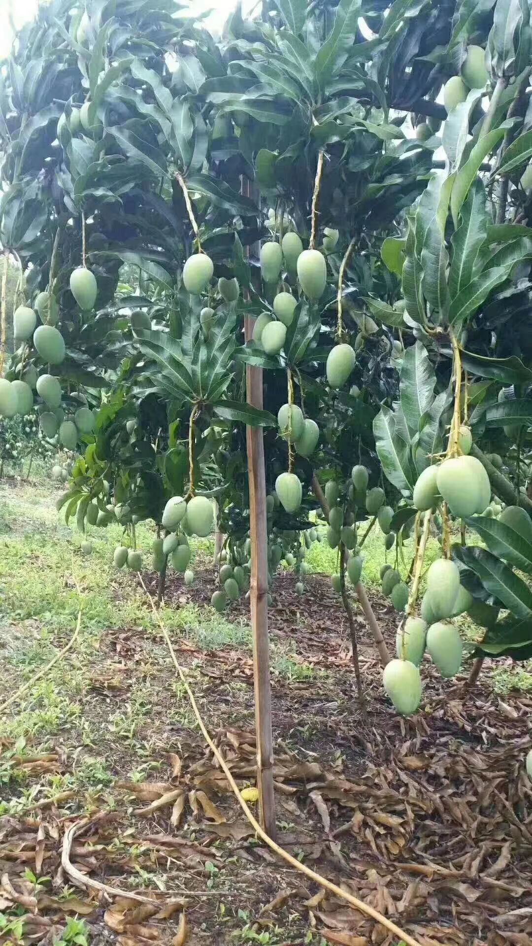 台农芒 自家台农，靓过西施，甜过初恋！