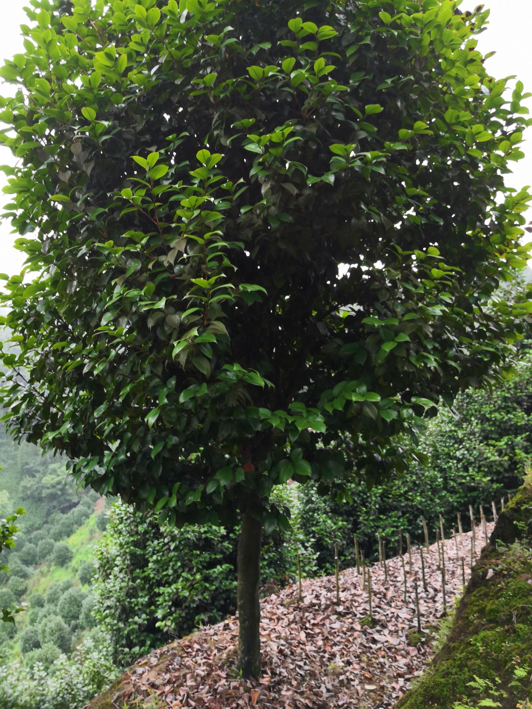 常年供应各种规格茶花
