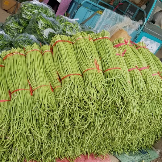 兰陵县 精品长豆角