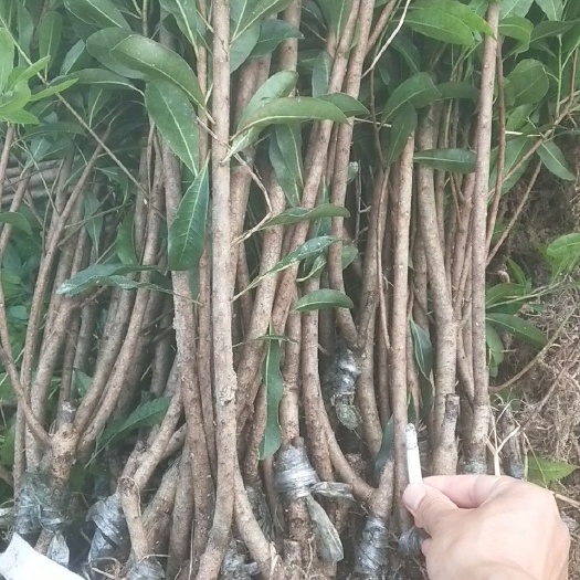 靖州县荸荠杨梅种苗 大量供应各种杨梅树