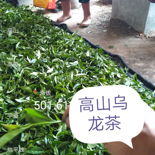 铅山县 八月炸农场出品，高山乌龙茶，猕猴桃，八月瓜，桔柚，黄桃