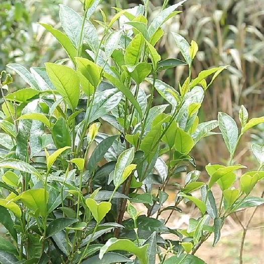 上林县高山野生茶 农家人直销优质高山茶，野生红茶
