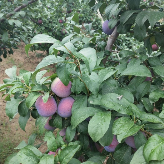 大荔县黑布林   总统李子棚里和露天都大量有货
