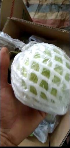 廉江市 靓货，珍珠番石榴