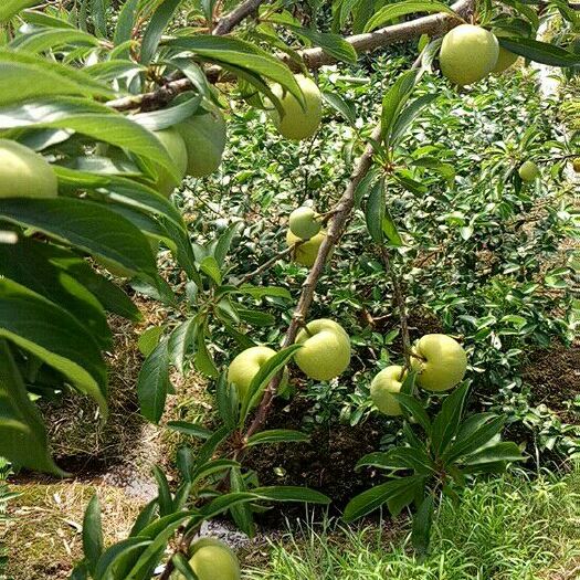 重庆市青脆李 清脆李，每天太阳嗮12个小时以上