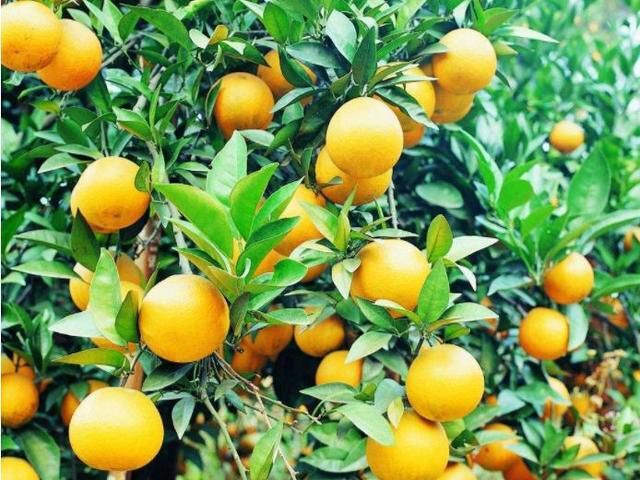简阳市枳壳苗 药枳壳，渝枳一号苗