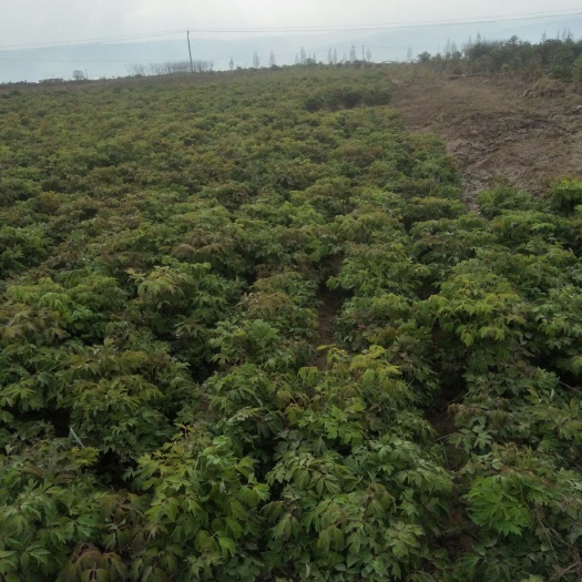 临洮县 紫斑牡丹苗
