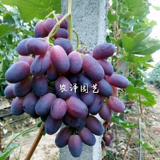 平度市巨早红葡萄苗  早美指葡萄苗 大粒早熟葡萄苗大棚葡萄苗批发基
