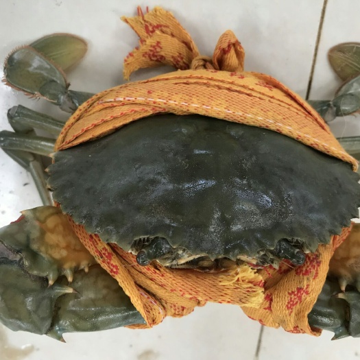 宁海县青蟹