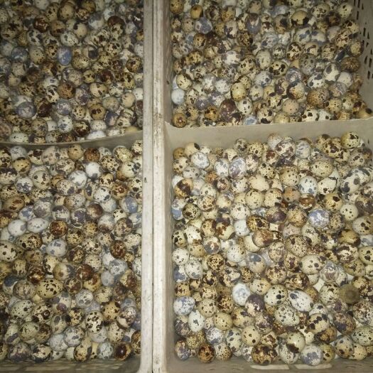晋中白羽鹌鹑蛋 产地直销，新鲜零破损。