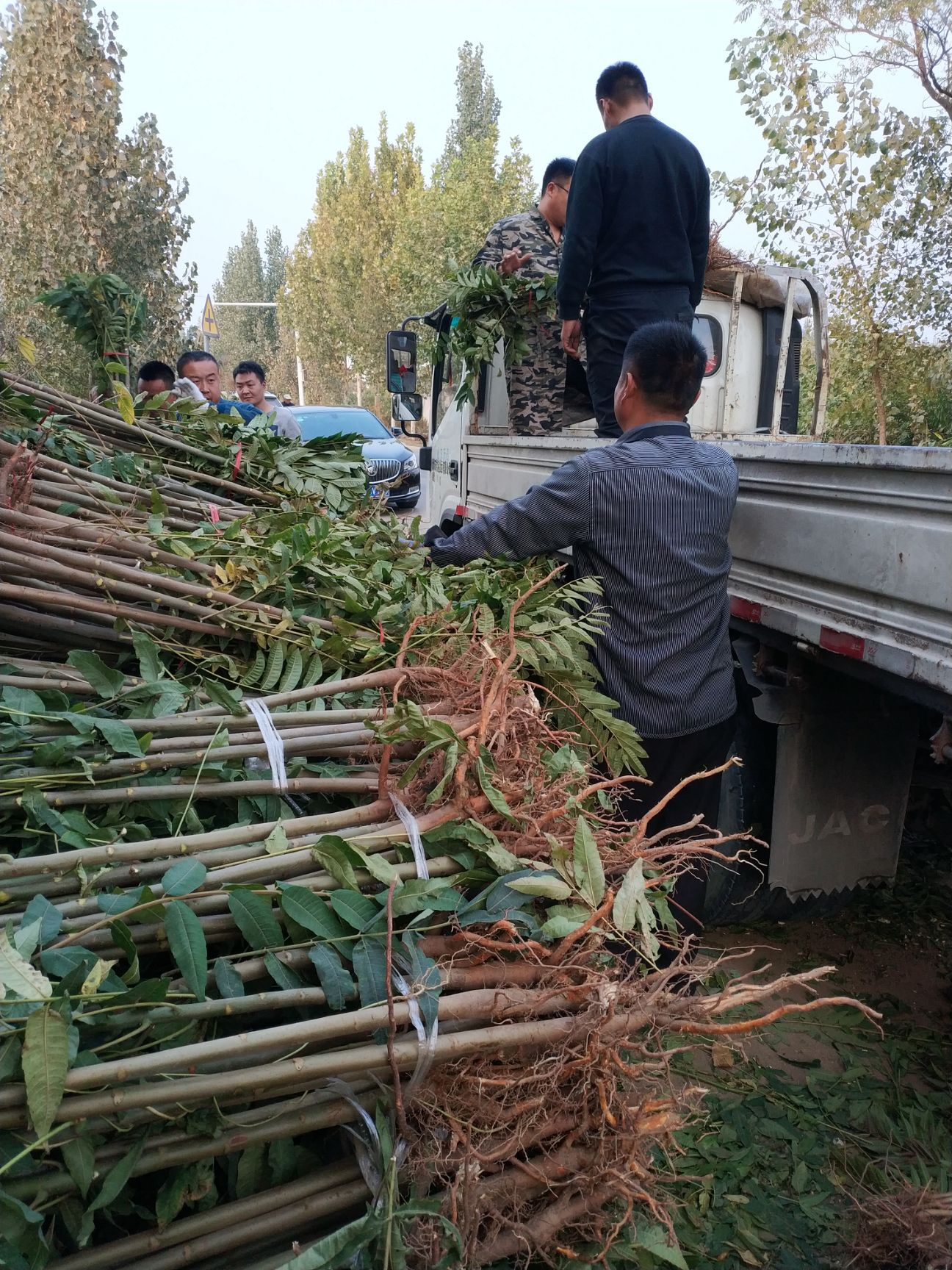  红油香椿苗 基地直供可实地考察
免费提供技术支持