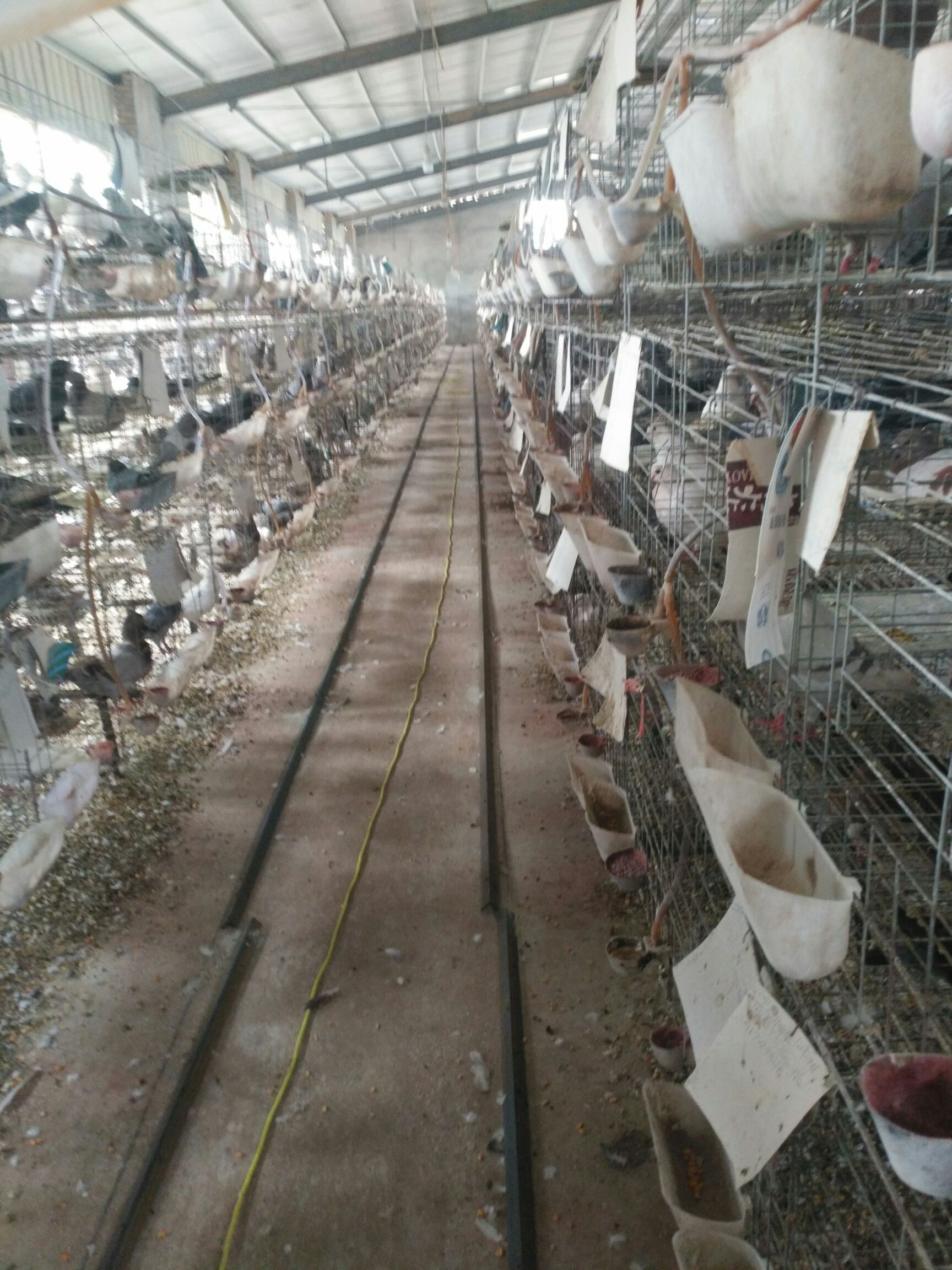 落地王鸽  自家养殖白羽王 落地王肉鸽，元宝鸽 ，各种观赏鸽等等