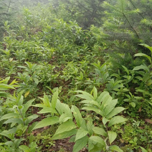 恭城县黄花倒水莲 2019黄花倒莲苗可以出售了，大苗中苗小苗都有需要的请联系