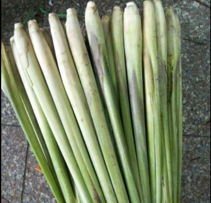 香茅草  香柕草鲜茎，下单后第二天发货，因为要现挖，快递要四