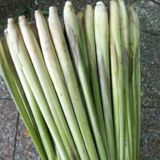 大竹县香茅草  香柕草鲜茎，下单后第二天发货，因为要现挖，快递要四