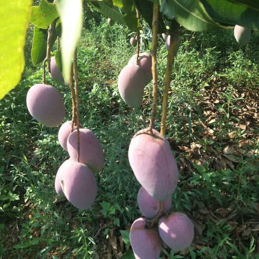 百色 台农芒