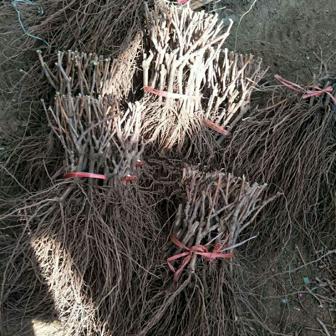 特早熟早黑玫瑰葡萄苗大棚葡萄苗批发基地保证纯度和成活率