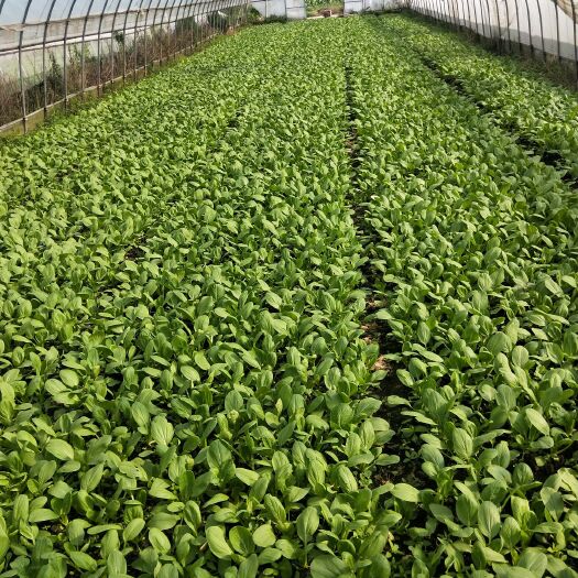 上海 批发，上海青，生菜，行白菜，毛菜
