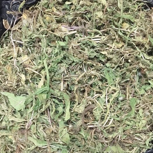 金堂县蒲公英 蒲公