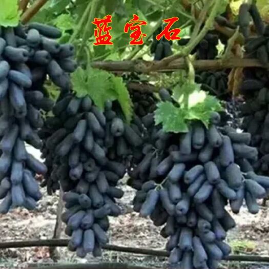 泰安 新品种甜蜜蓝宝石葡萄苗
各类品种葡萄苗，基地考察，欢迎选购