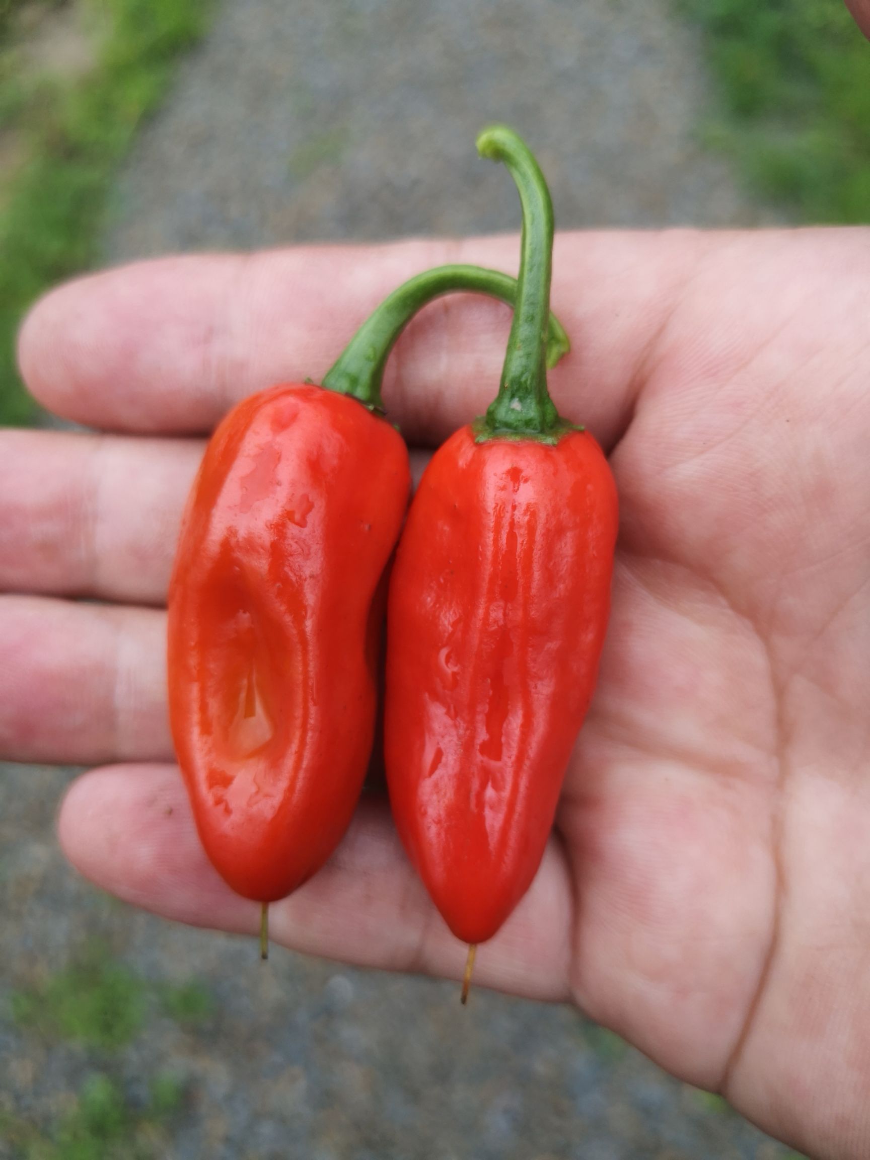 魔鬼辣椒批发采购_魔鬼辣椒供应_魔鬼辣椒价格