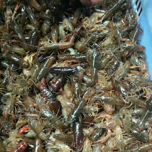 桂林 虾苗