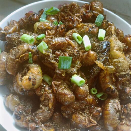 徐州 金蝉