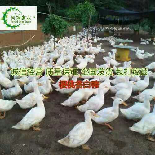 东兴市 白鸭苗