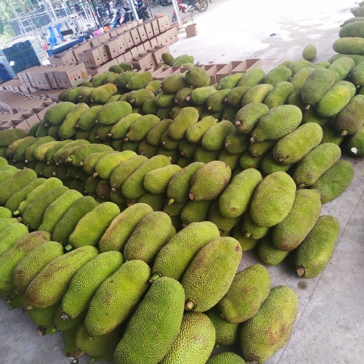 保亭县 海南青皮菠萝蜜大果饱满大量批发1.8一斤