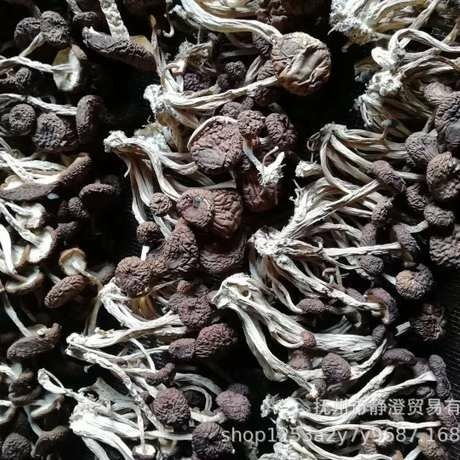 广昌县野生茶树菇 广昌茶树