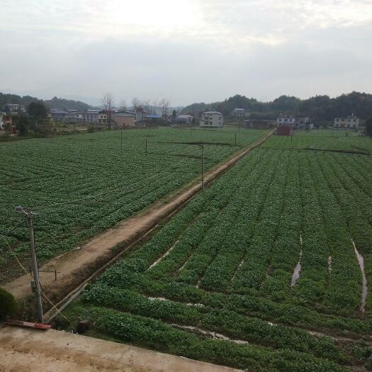 湘乡市纯菜籽油 本合作社自家种植，无污染天然，放心菜籽，菜油大量供应
